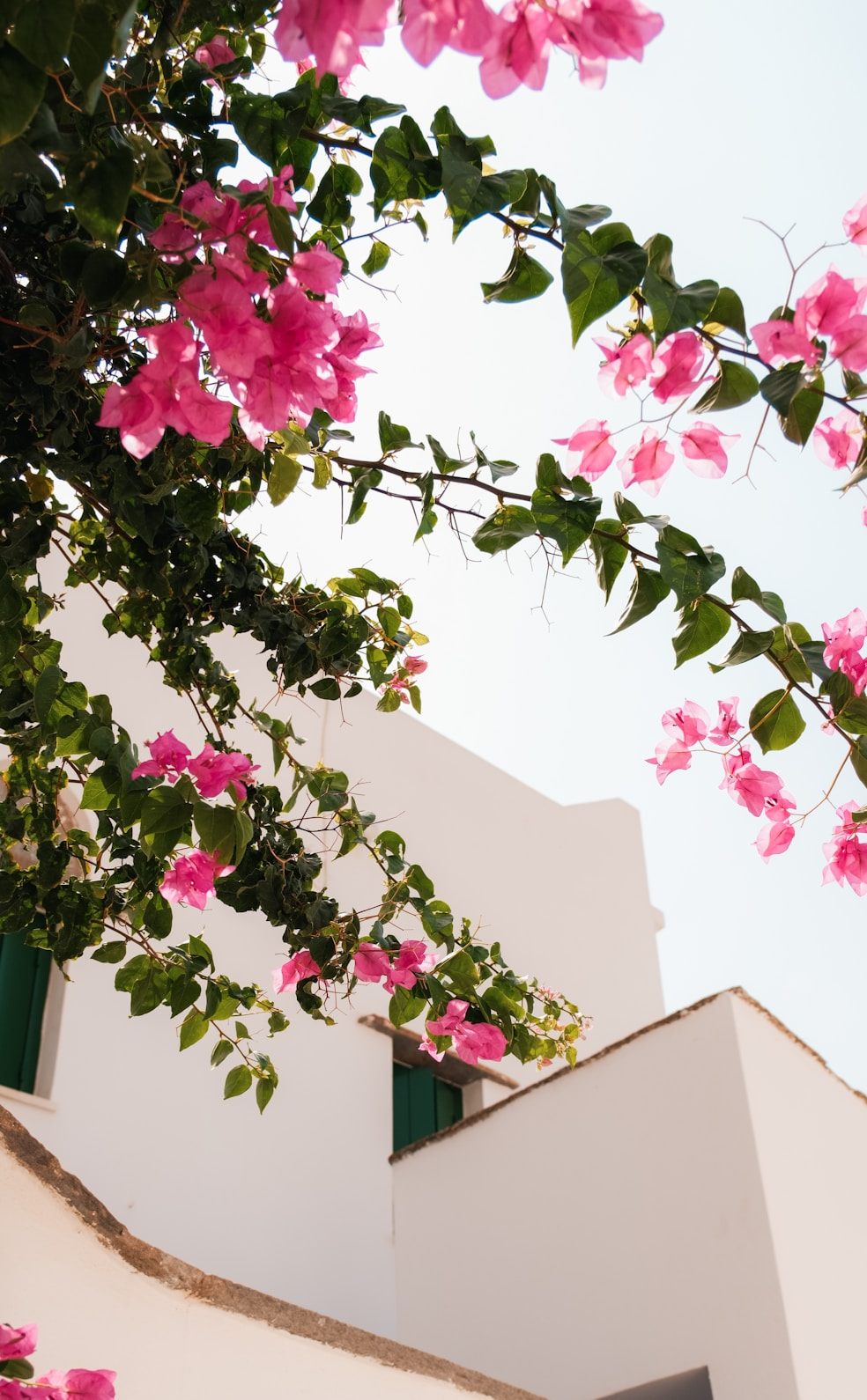 Pink bougainvillea against a white wall