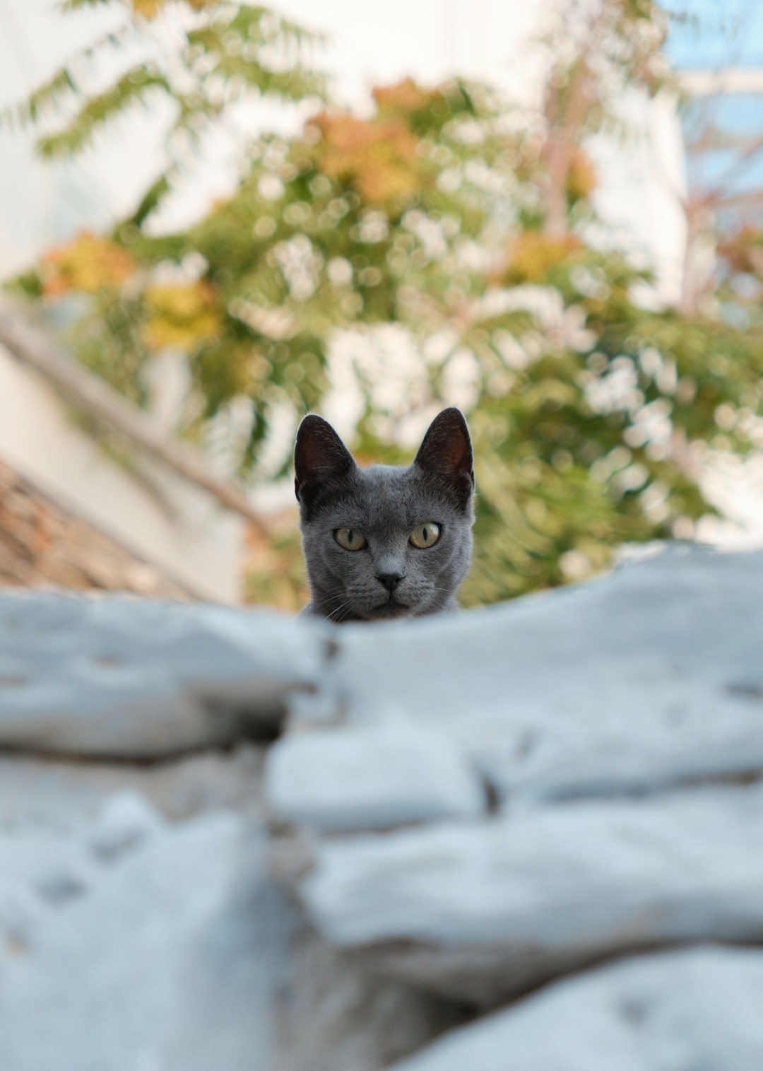 A grey cat peeking over a Cycladic stone wall